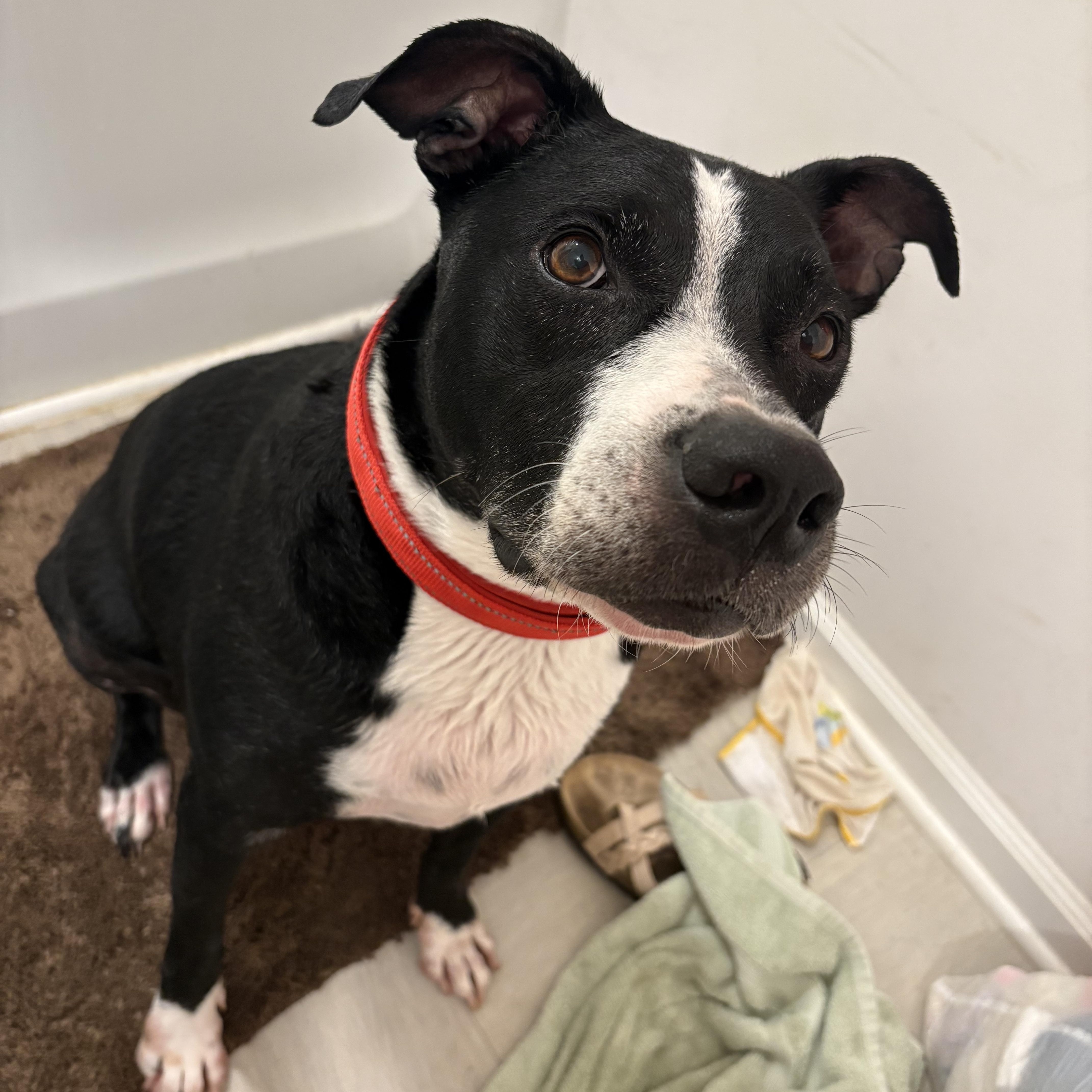 Chevy, Adoptable, Adult Male Boxer & Mountain Cur.