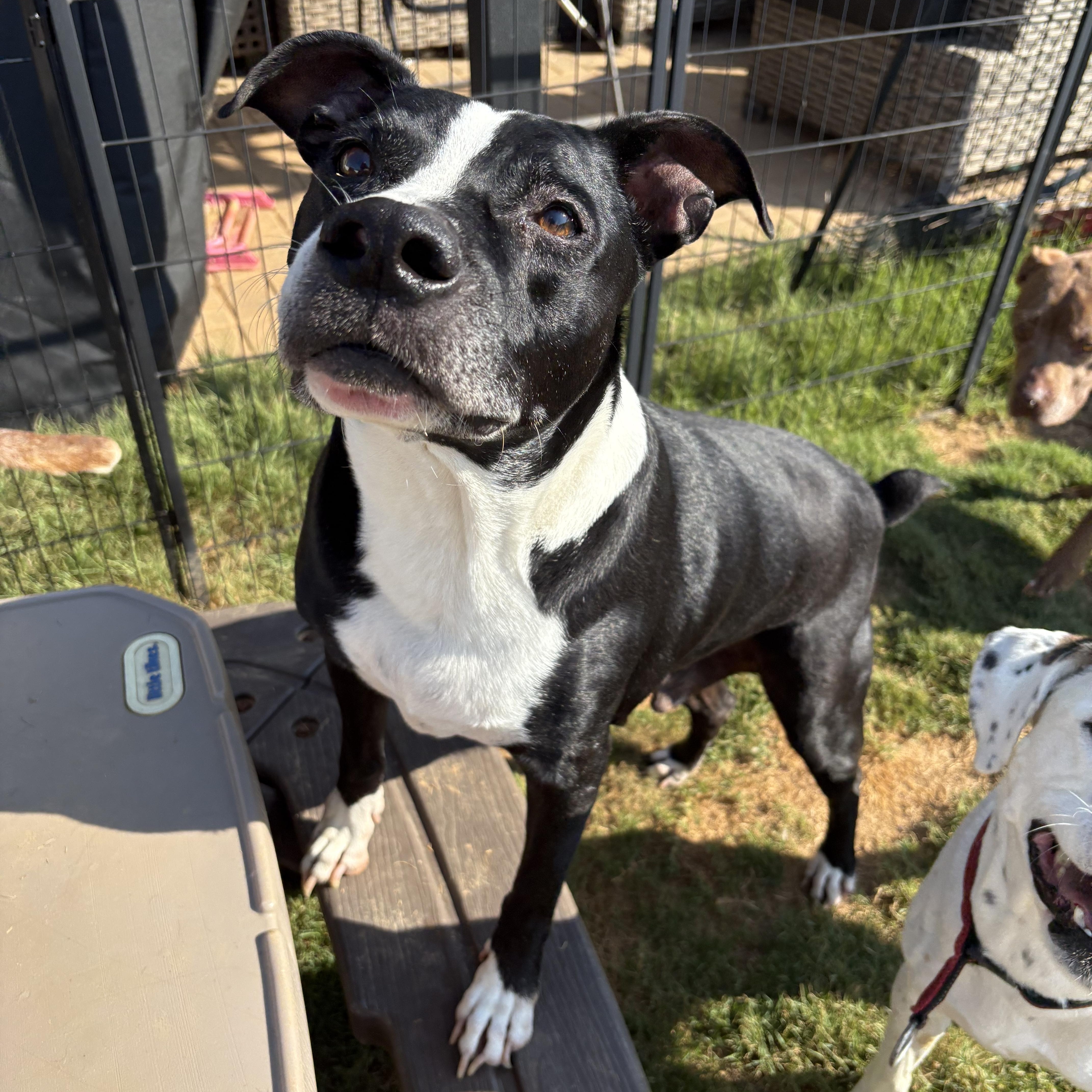 Enlarge Chevy, a Adoptable mixed breed in greer, SC image 4/4