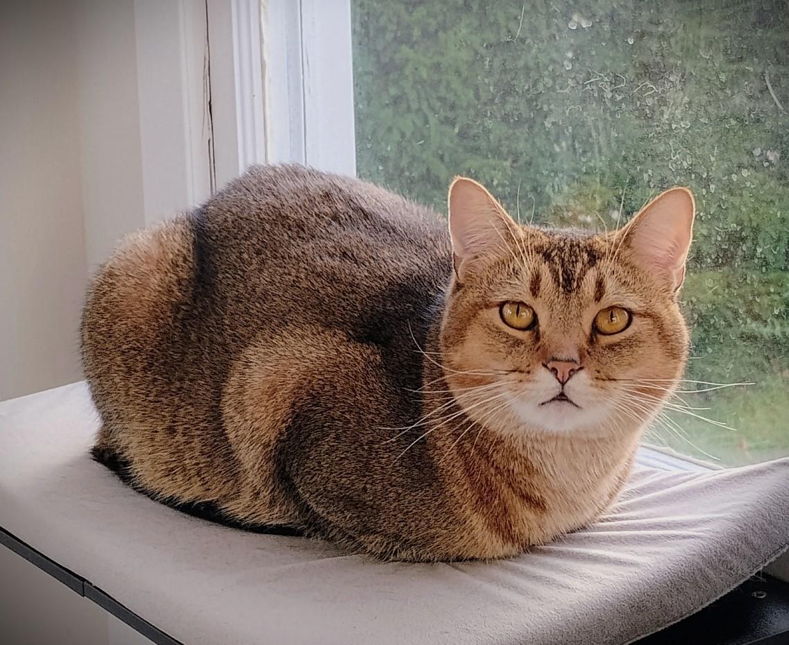 Enlarge Happy and lessie, a ADOPTABLE mixed breed in Brooklyn, NY image 3/4