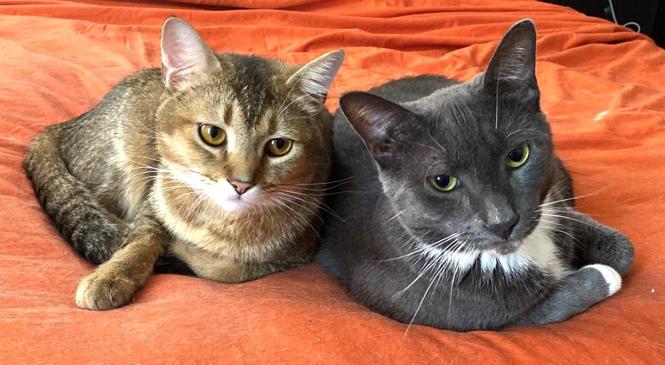 Happy and lessie, ADOPTABLE, Young Male Abyssinian.