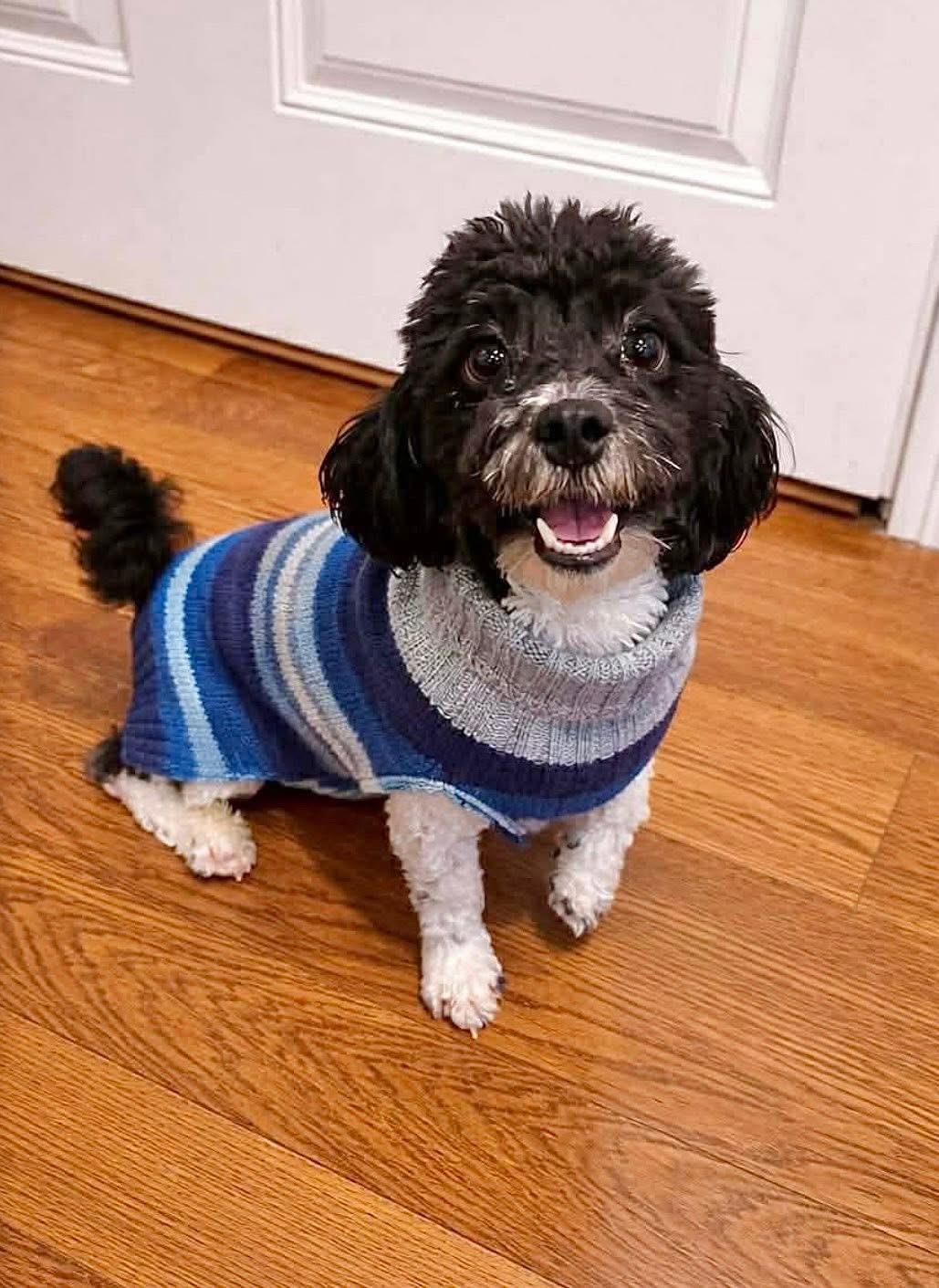 Georgie , ADOPTABLE, Adult Male Poodle.