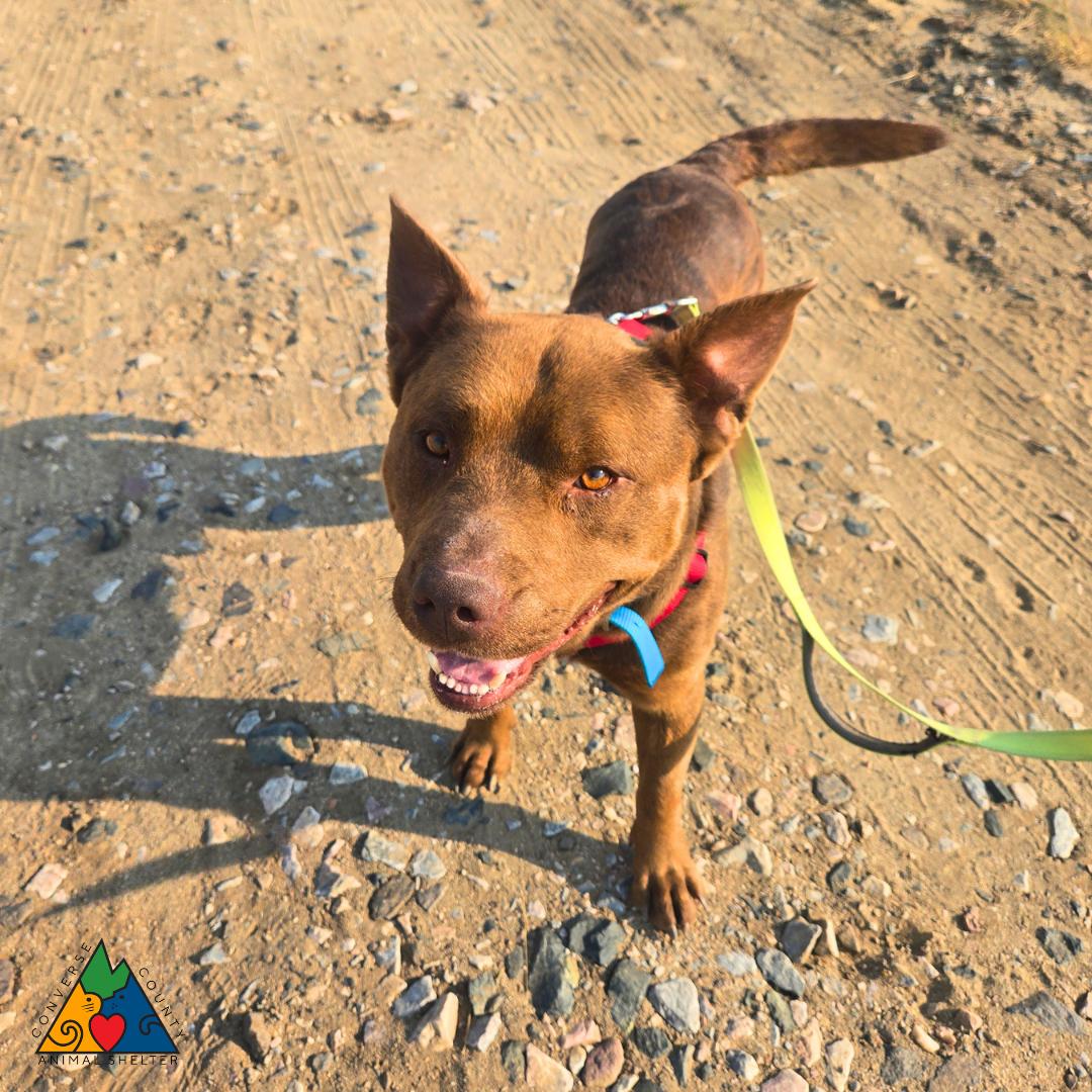 Enlarge Teddy, a ADOPTABLE mixed breed in Douglas, WY image 3/6