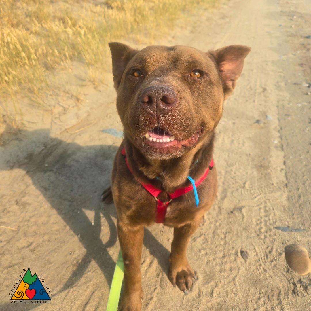 Enlarge Teddy, a ADOPTABLE mixed breed in Douglas, WY image 4/6