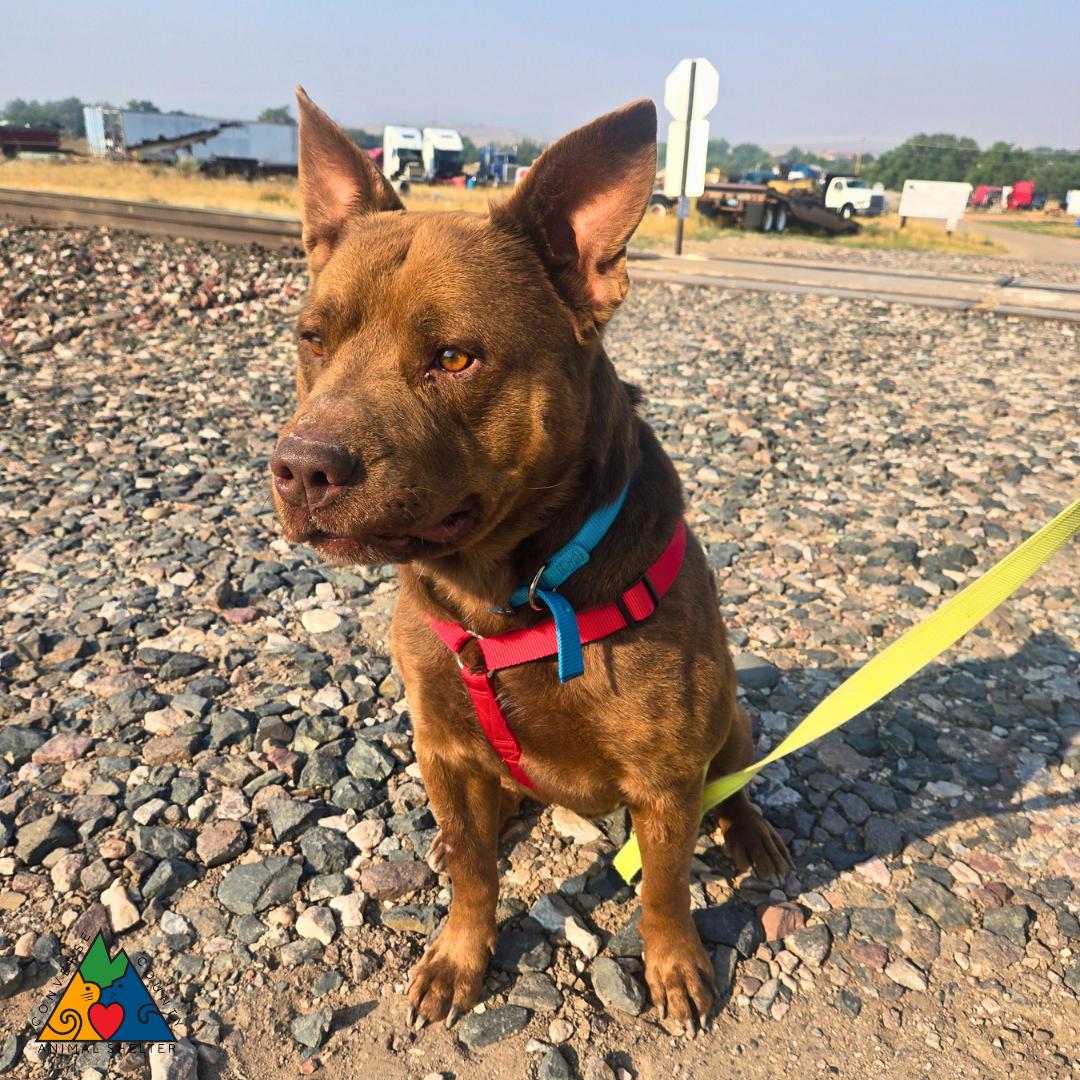 Enlarge Teddy, a ADOPTABLE mixed breed in Douglas, WY image 6/6