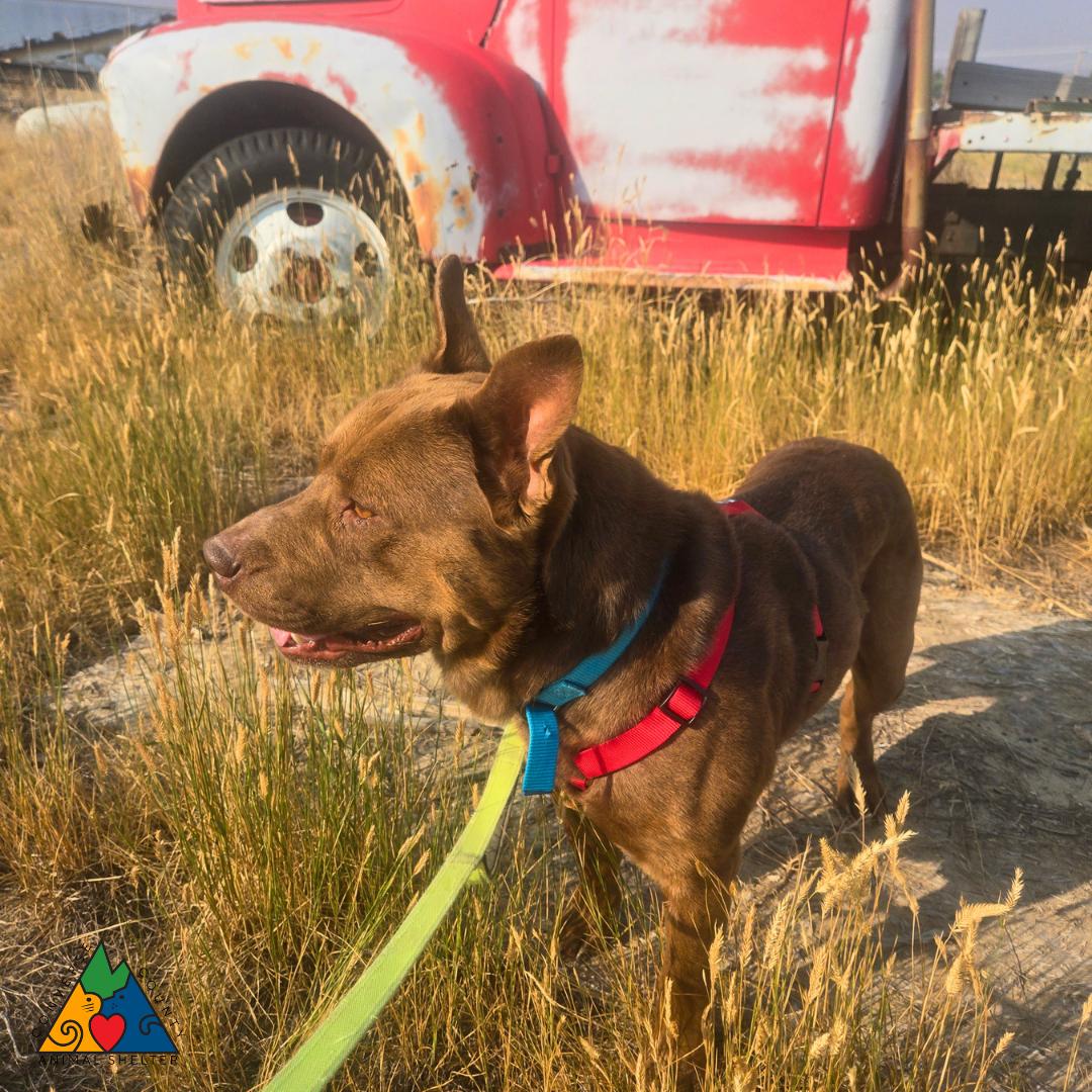 Enlarge Teddy, a ADOPTABLE mixed breed in Douglas, WY image 5/6