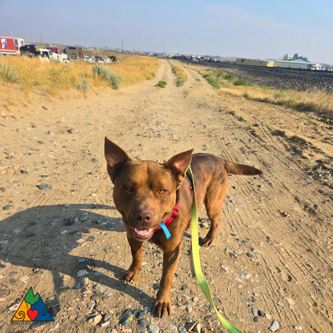 Teddy, ADOPTABLE, Adult Male Mixed Breed & American Staffordshire Terrier.