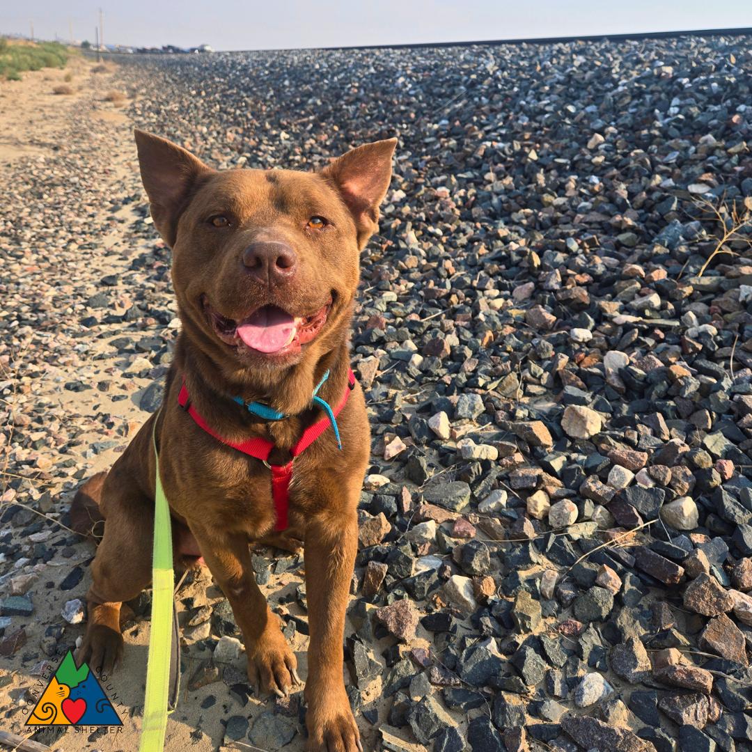 Enlarge Teddy, a ADOPTABLE mixed breed in Douglas, WY image 2/6