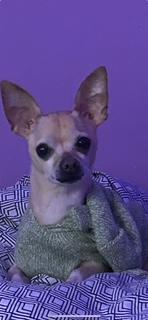 Herman, a ADOPTABLE Chihuahua in Lebanon, NJ image 3/5