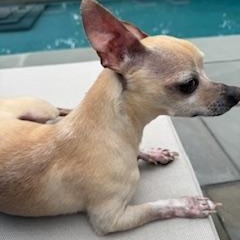 Herman, a ADOPTABLE Chihuahua in Lebanon, NJ image 1/5