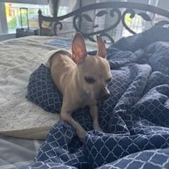 Herman, a ADOPTABLE Chihuahua in Lebanon, NJ image 2/5