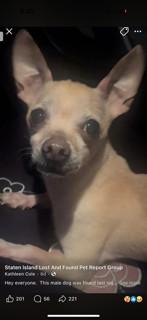 Herman, a ADOPTABLE Chihuahua in Lebanon, NJ image 4/5