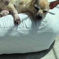 Herman, a ADOPTABLE Chihuahua in Lebanon, NJ image 5/5