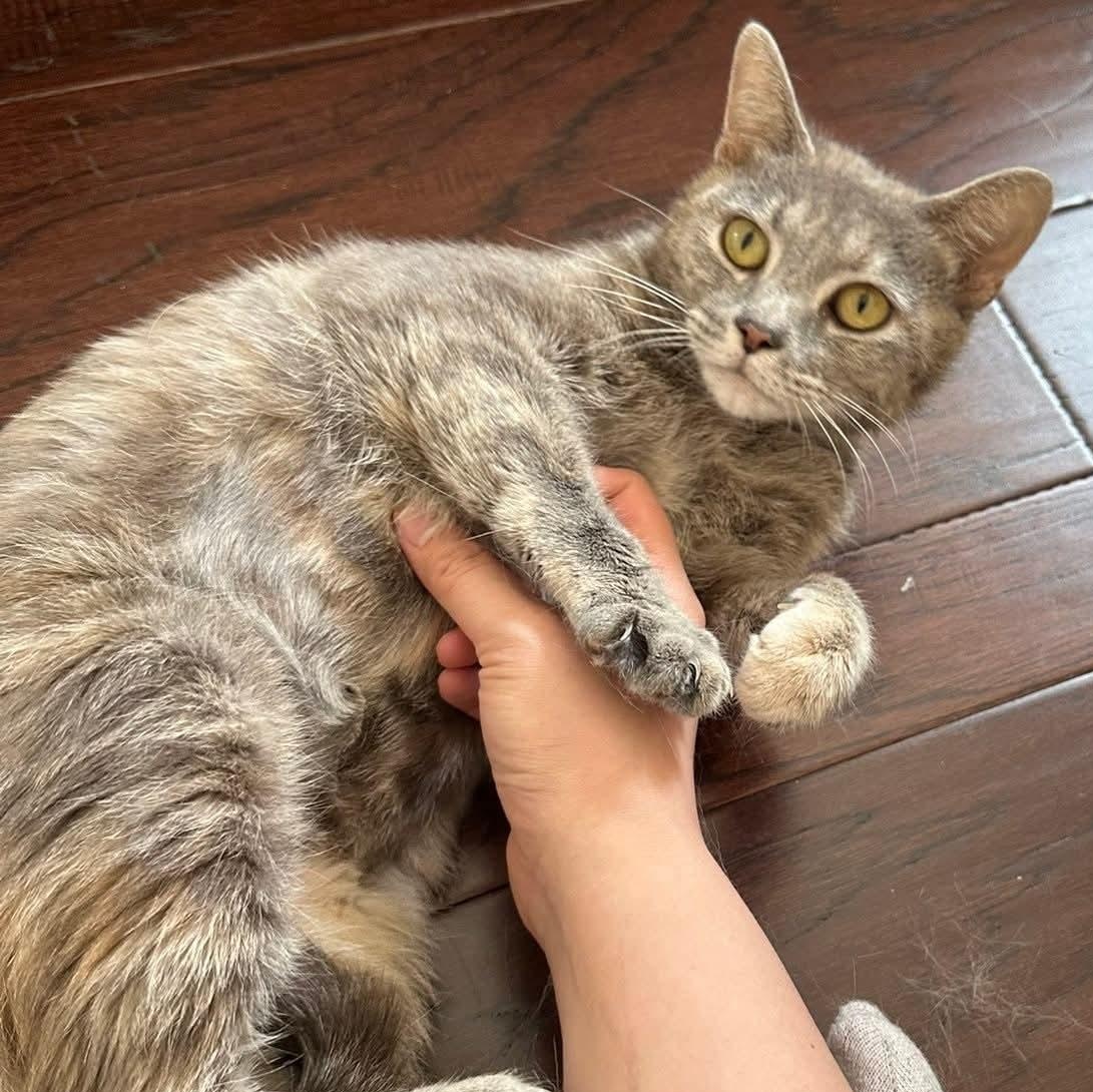 Emma, Adult Female Domestic Short Hair