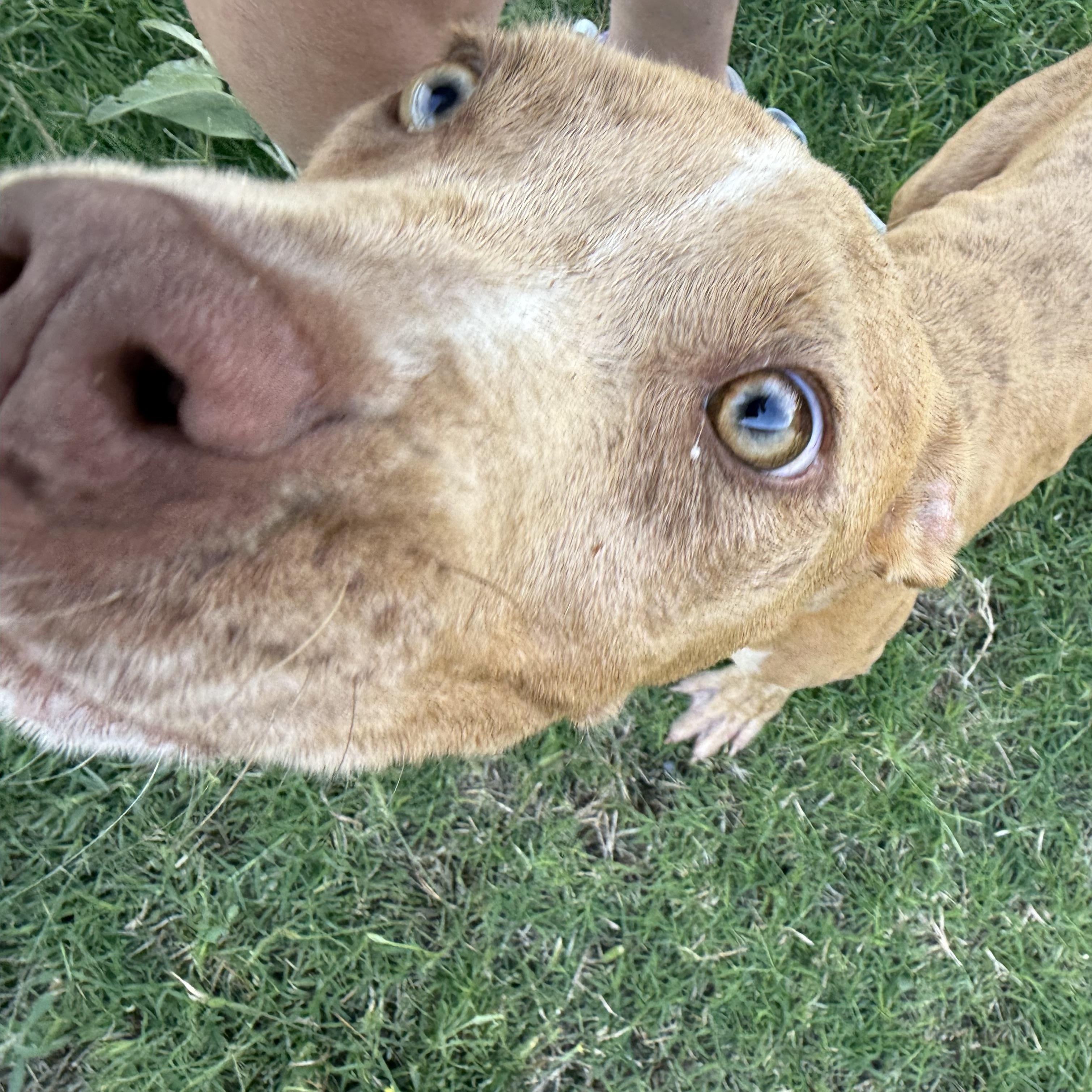 Enlarge Loki, a Adoptable mixed breed in Cedar Park, TX image 1/4