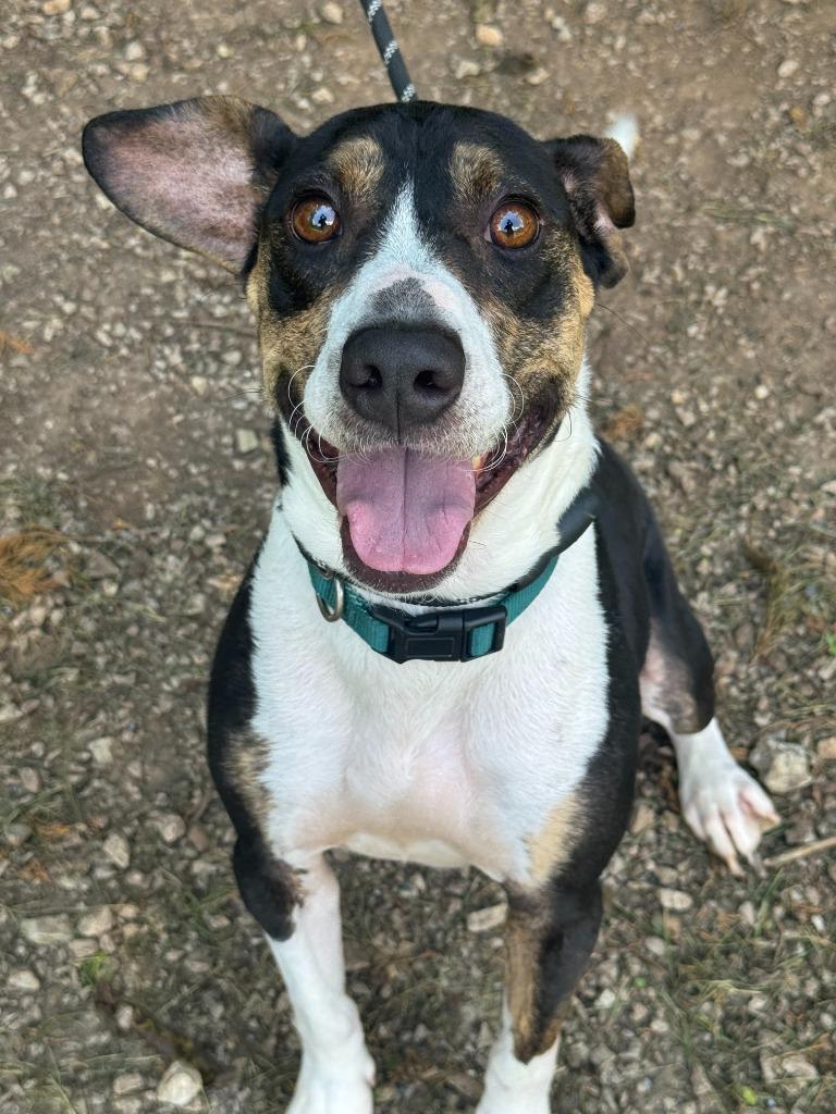 Jet, a Adoptable mixed breed in Russellville, KY image 2/4