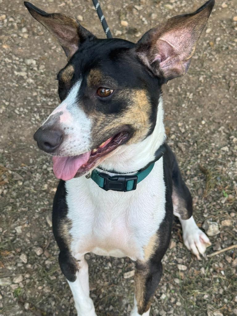 Jet, a Adoptable mixed breed in Russellville, KY image 3/4