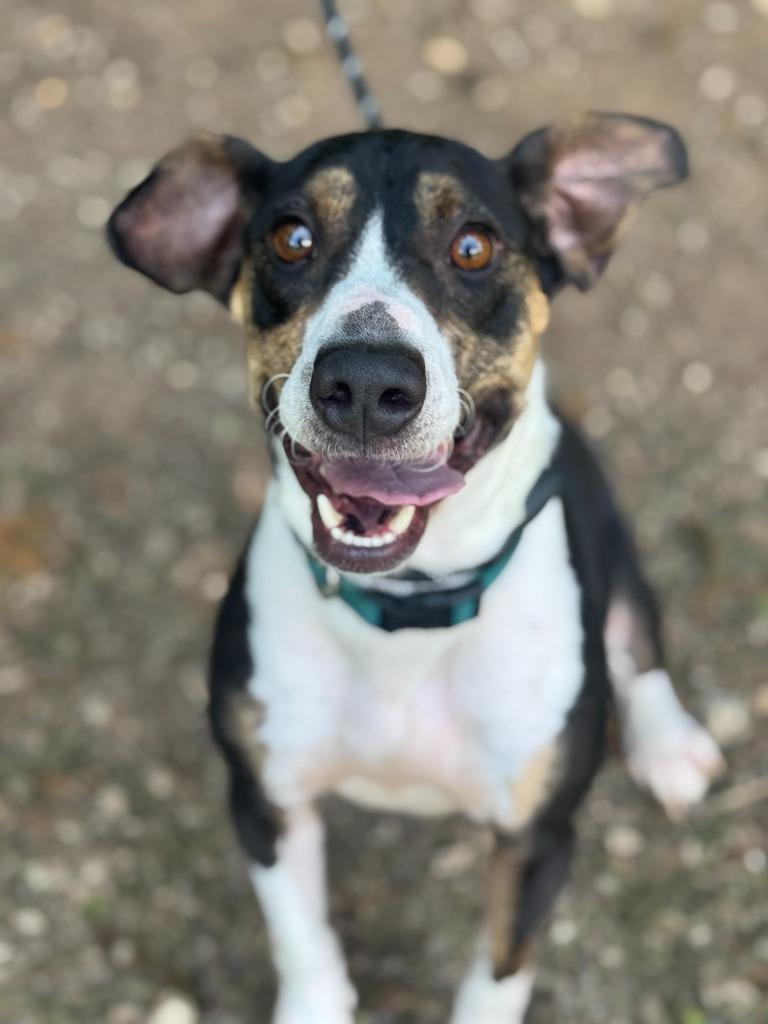 Jet, a Adoptable mixed breed in Russellville, KY image 4/4