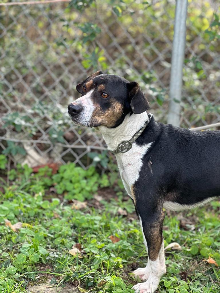 Enlarge Jet, a Adoptable mixed breed in Russellville, KY image 4/5