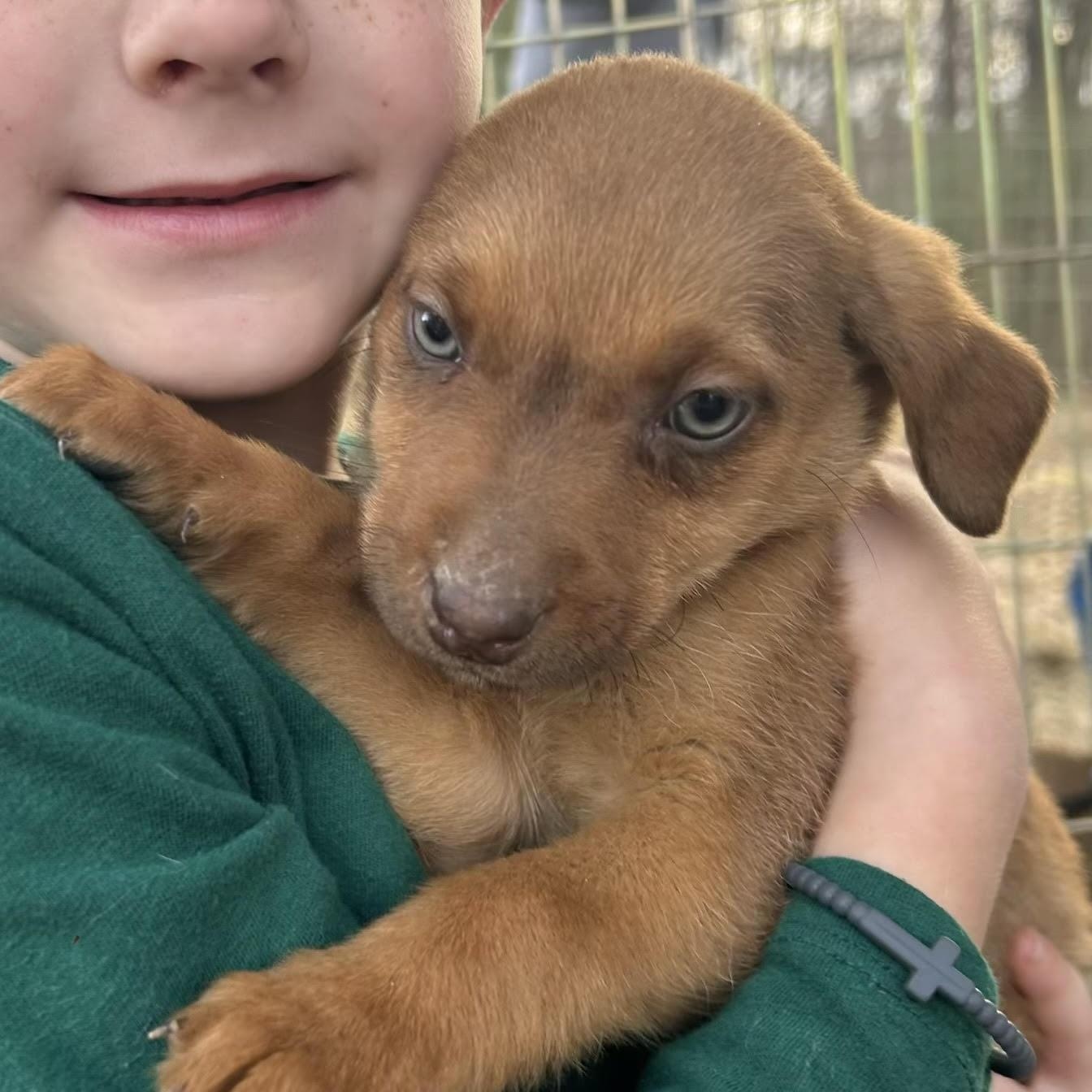Enlarge Judy, a ADOPTABLE mixed breed in Water Valley, MS image 1/1