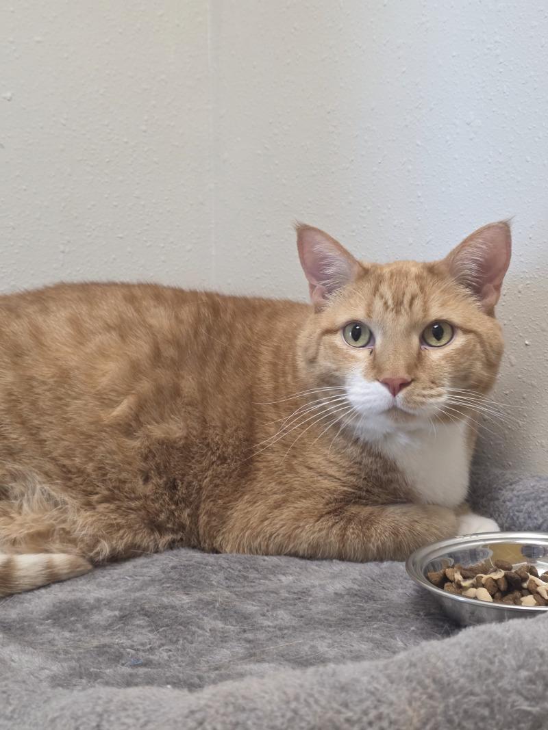 Karl, Adoptable, Adult Male Domestic Short Hair.