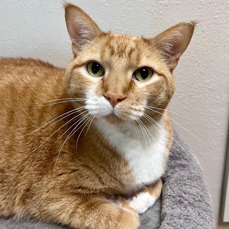 Enlarge Karl, a Adoptable Domestic Short Hair in Yankton, SD image 2/5