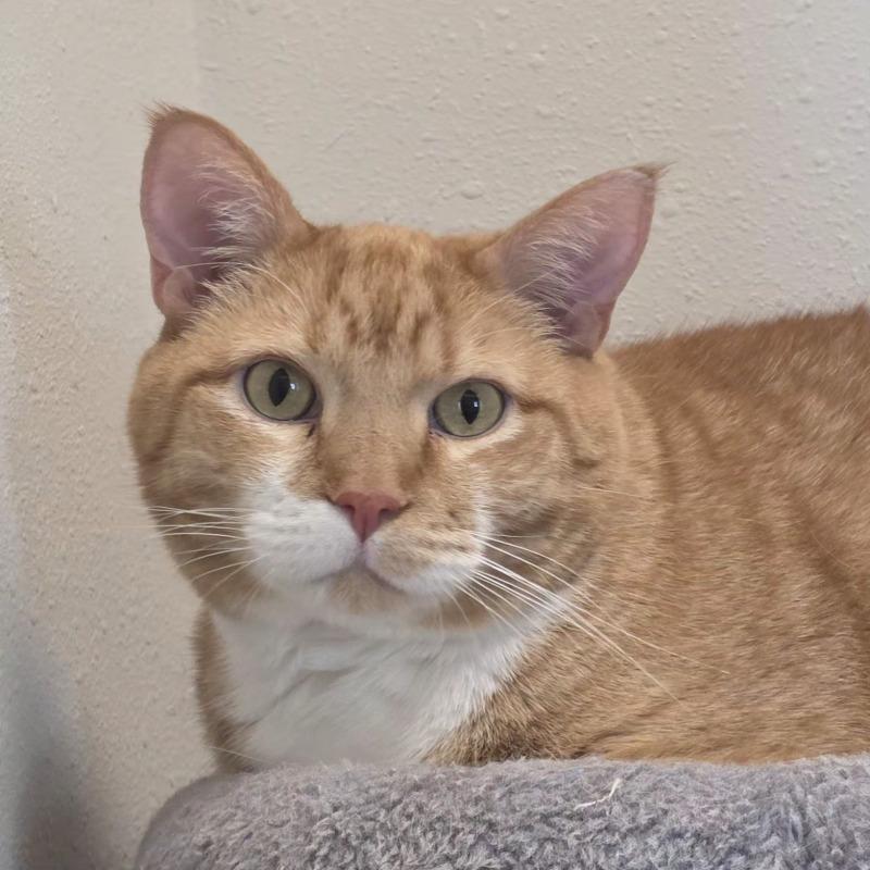 Enlarge Karl, a Adoptable Domestic Short Hair in Yankton, SD image 3/5