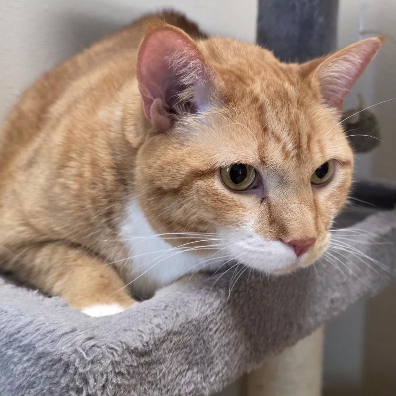 Enlarge Karl, a Adoptable Domestic Short Hair in Yankton, SD image 5/5