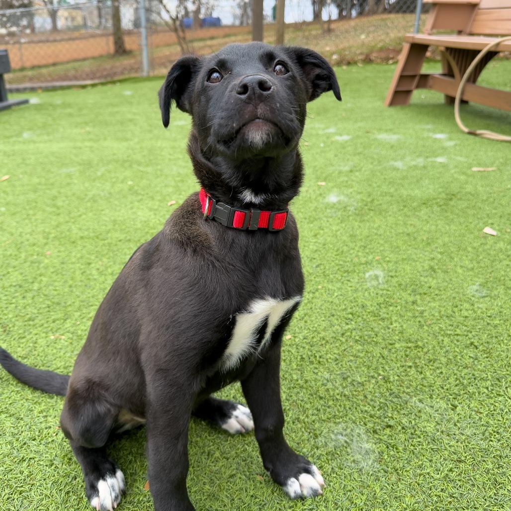 Cocoa Puff, Adoptable, Puppy Male Mixed Breed.