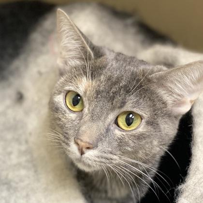 Shyla, Adoptable, Adult Female Domestic Short Hair & Domestic Short Hair.