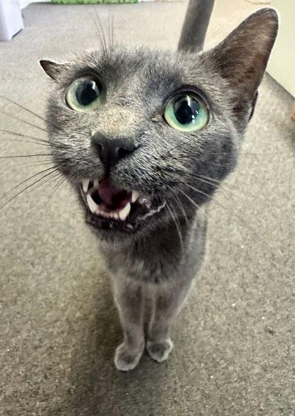 Enlarge Venti, a Adoptable Domestic Short Hair in Russellville, KY image 1/1