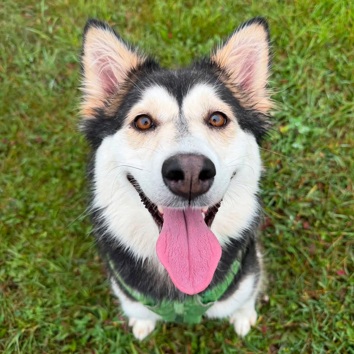 Misty, Adoptable, Young Female Husky.
