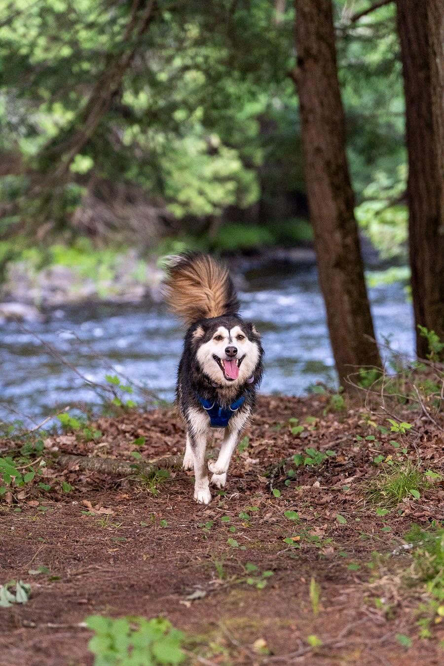 Enlarge Misty, a Adoptable mixed breed in Oakville, ON image 6/6