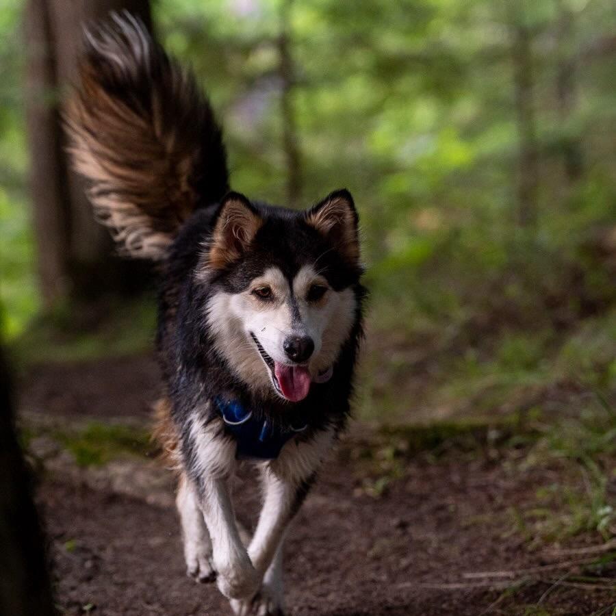 Enlarge Misty, a Adoptable mixed breed in Oakville, ON image 3/6