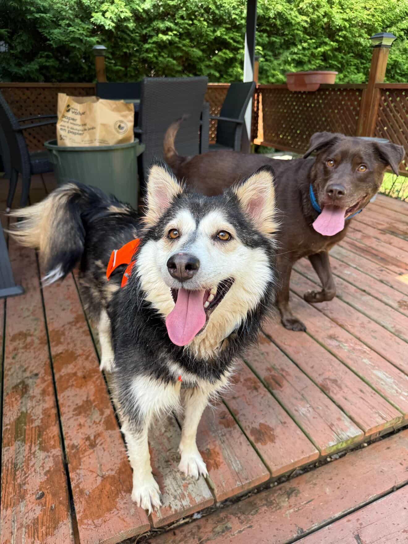 Enlarge Misty, a Adoptable mixed breed in Oakville, ON image 5/6