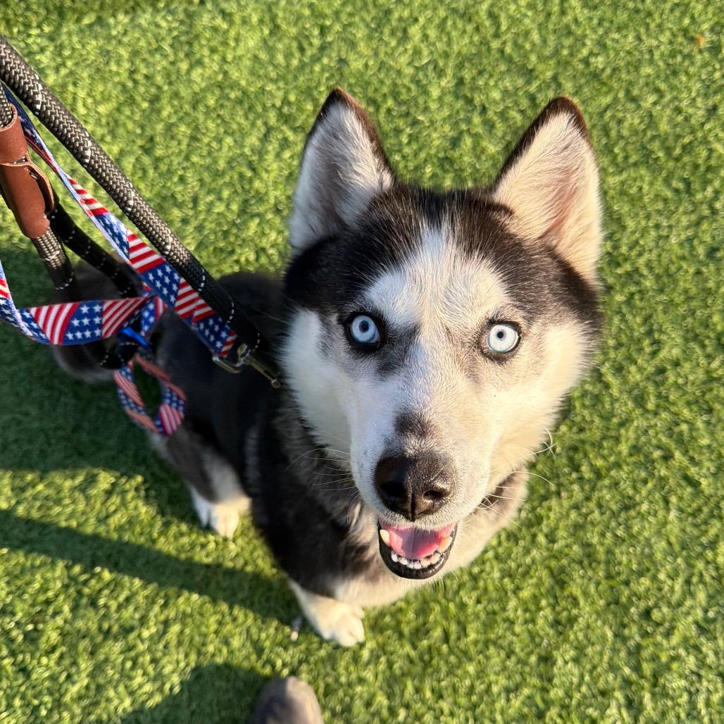 Enlarge Patty, a Adoptable Husky in Batavia, OH image 1/1