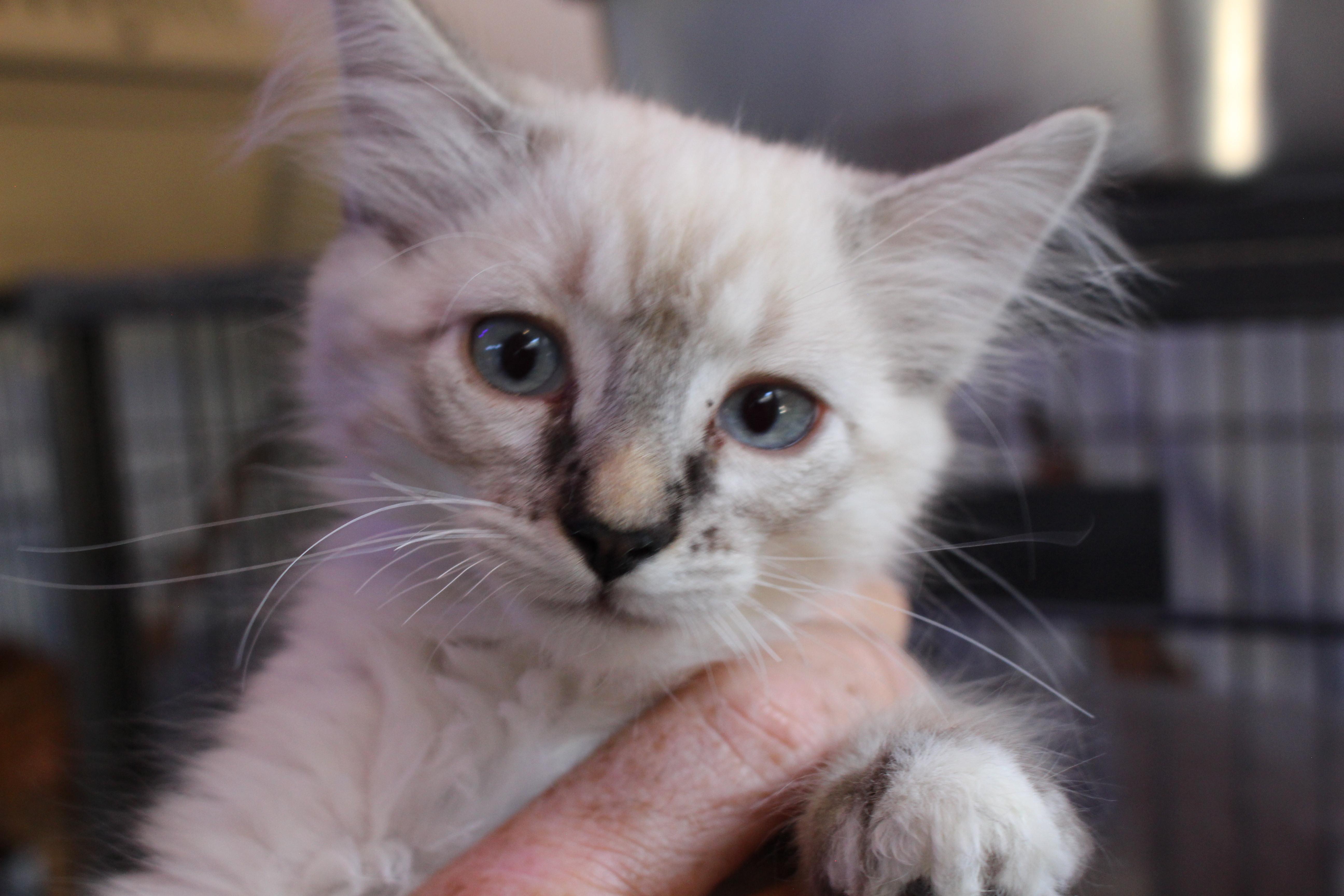 0903-2524, Adopted, Kitten Female Domestic Medium Hair.