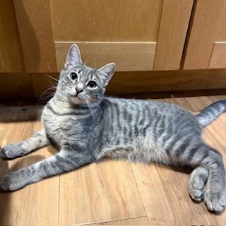 Caesar — thumbnail 2