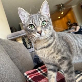 Caesar — thumbnail 3