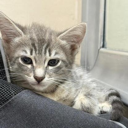 Caesar — thumbnail 4