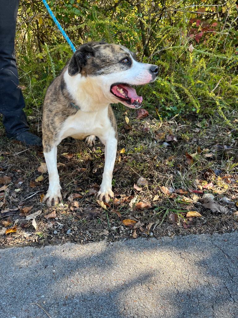Adrian, a Adoptable mixed breed in Lawrenceburg, TN image 3/6