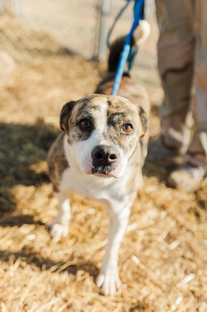 Adrian, a Adoptable mixed breed in Lawrenceburg, TN image 3/6