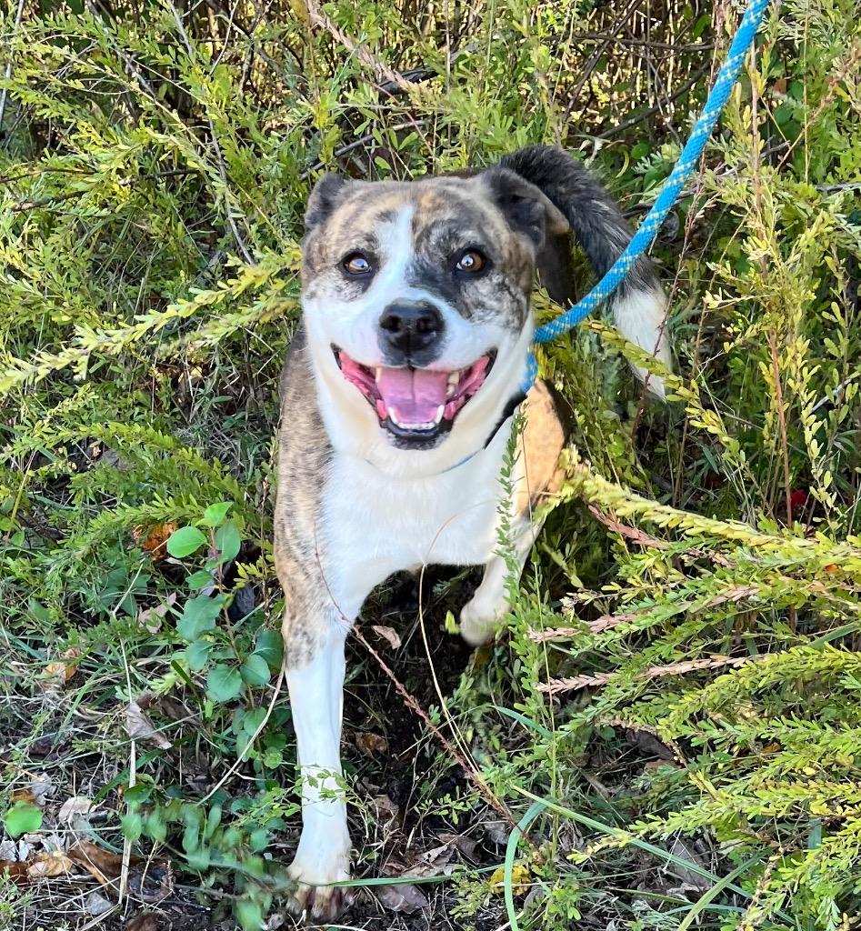 Enlarge Adrian, a Adoptable mixed breed in Lawrenceburg, TN image 1/4