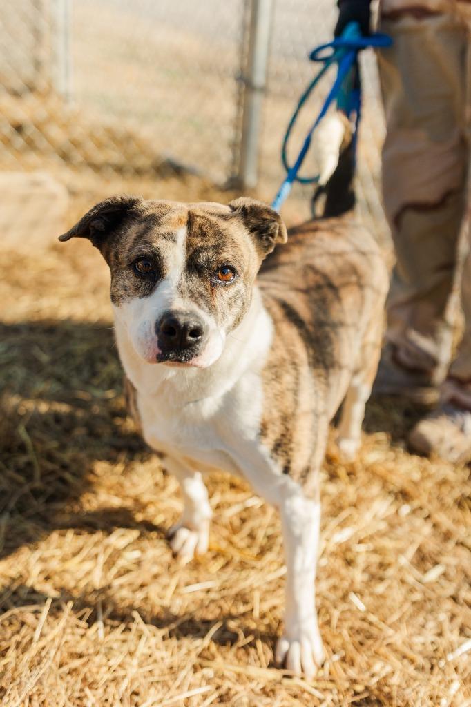 Adrian, a Adoptable mixed breed in Lawrenceburg, TN image 4/6