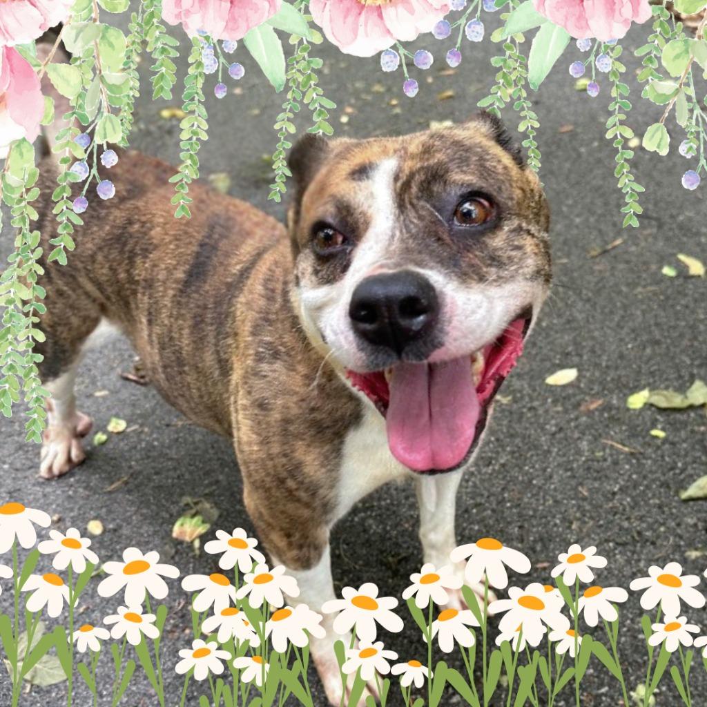 Adrian, a Adoptable mixed breed in Lawrenceburg, TN image 6/6