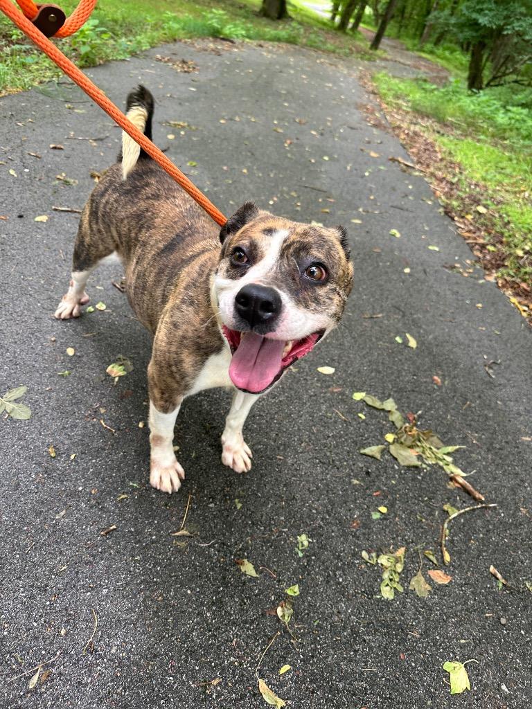Adrian, a Adoptable mixed breed in Lawrenceburg, TN image 6/6