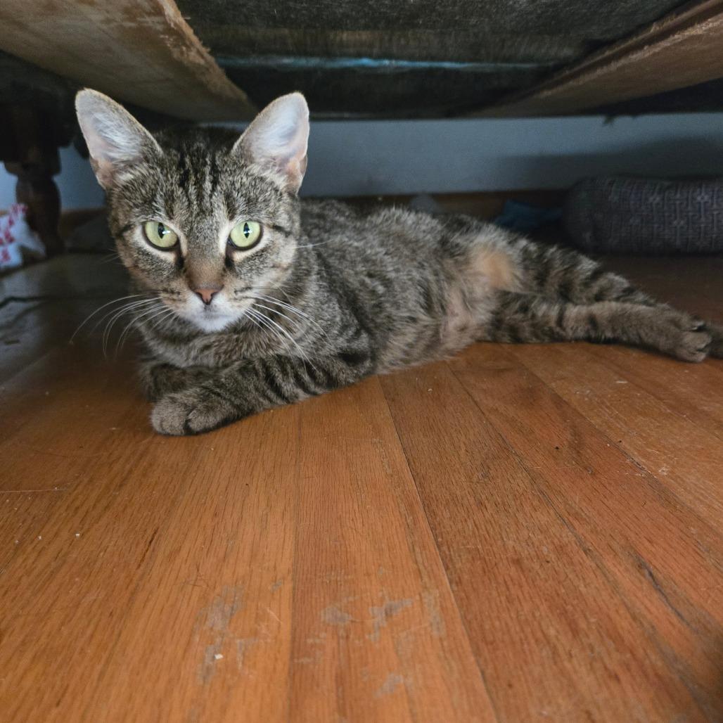 Enlarge Dolly-9954, a Adoptable American Shorthair in Lima, OH image 1/1