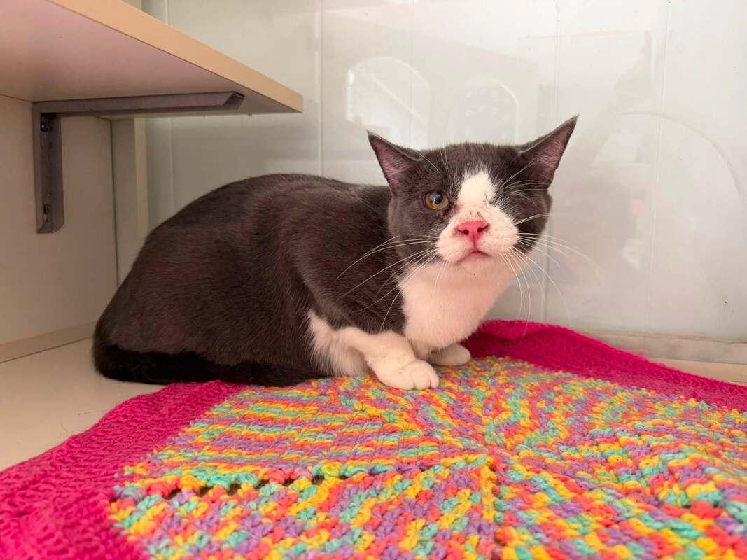 Hawkeye, Adopted, Young Male Domestic Short Hair.