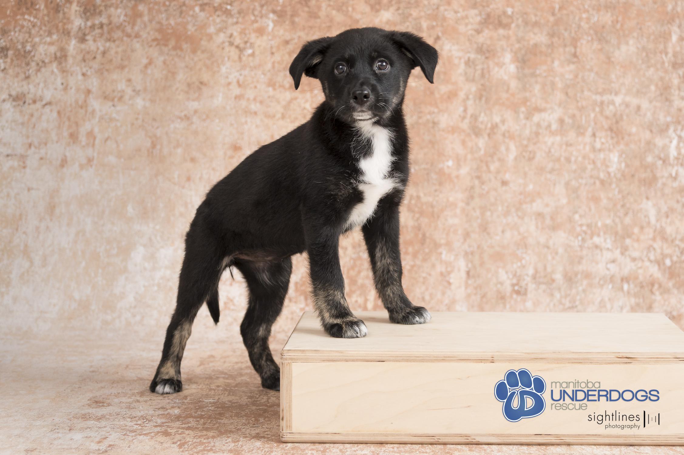 Cadhla, an adoptable Collie, Husky in Winnipeg, MB, R2M 2K2 | Photo Image 1