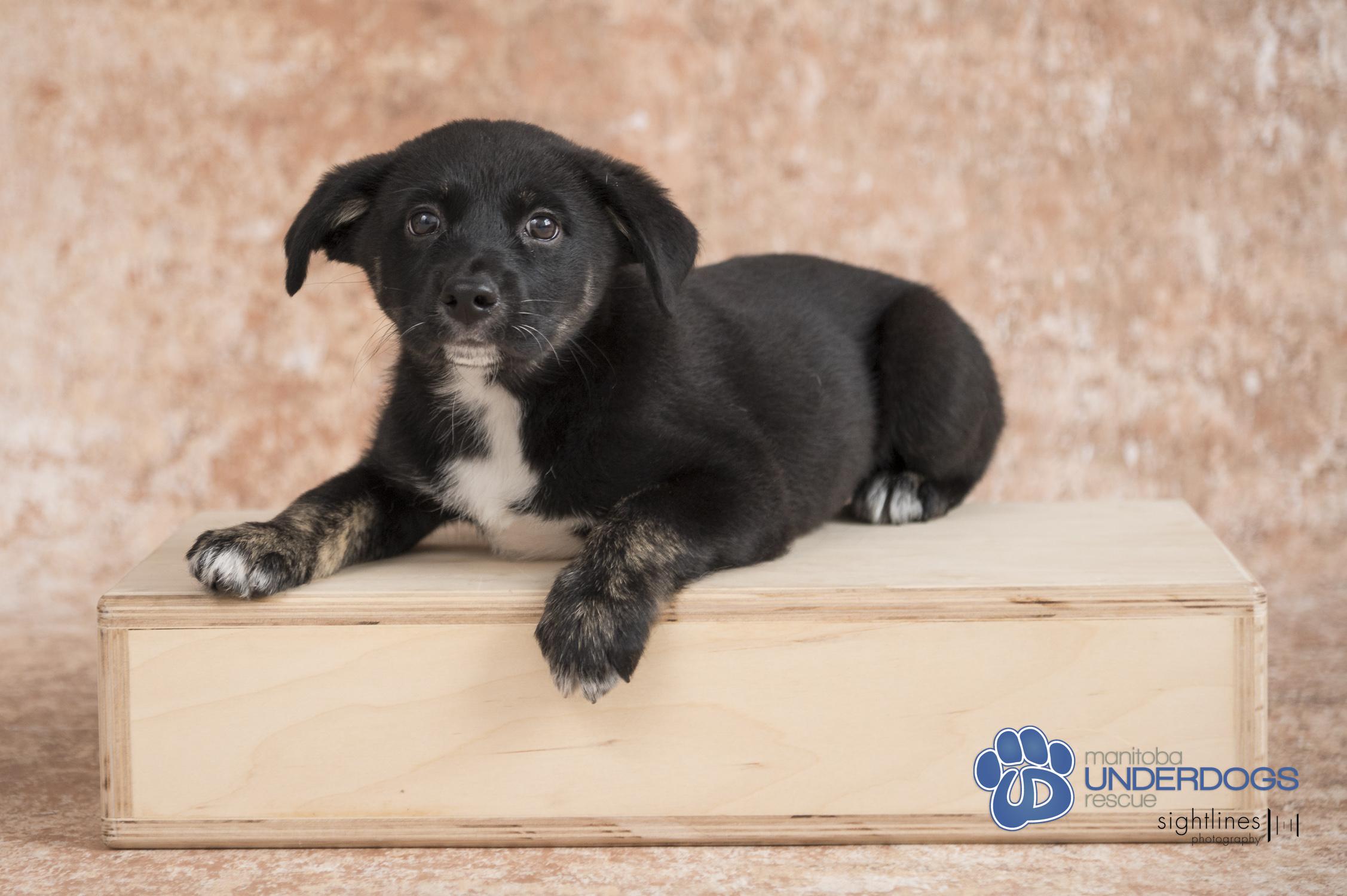 Cadhla, an adoptable Collie, Husky in Winnipeg, MB, R2M 2K2 | Photo Image 3