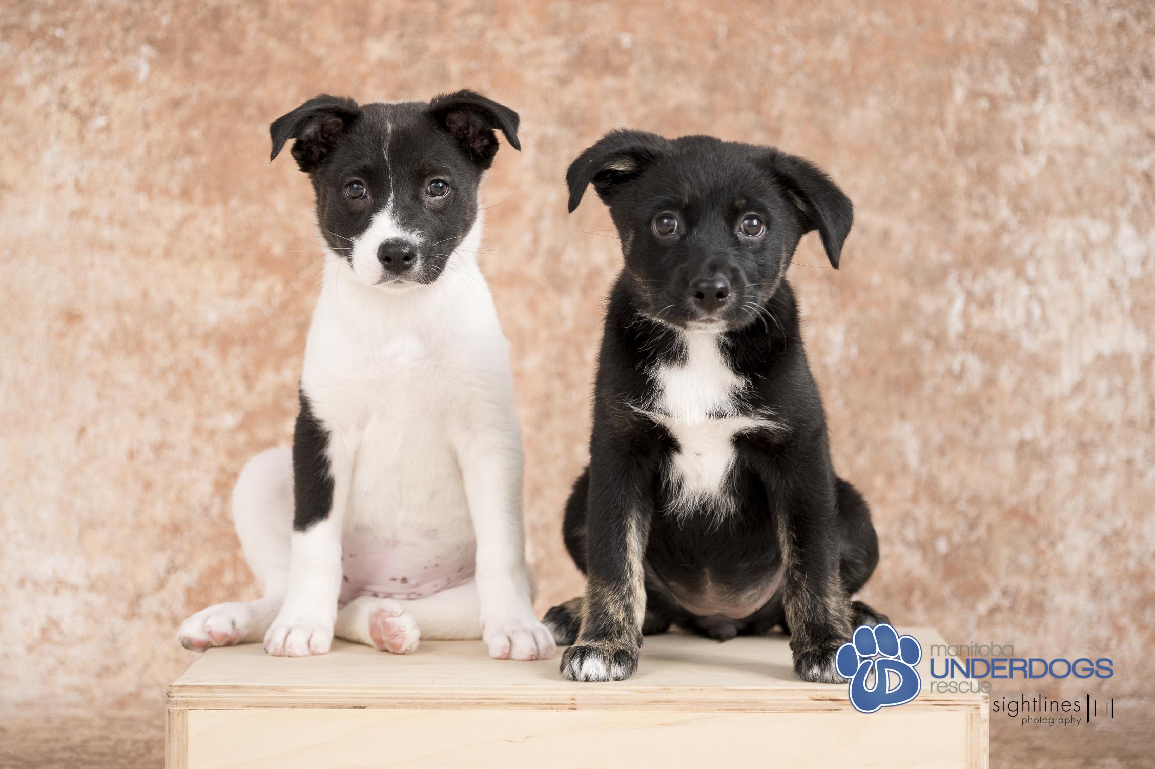 Cadhla, an adoptable Collie, Husky in Winnipeg, MB, R2M 2K2 | Photo Image 4